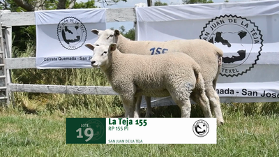 Lote Lote 19