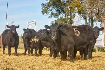 Lote "TRES MOLINOS"  Vaquillas MAS Preñadas