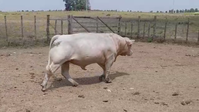 Lote TORO PI