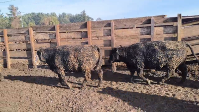 Lote 20 Vaquilla Gorda en Los Ángeles, VIII Región Biobío
