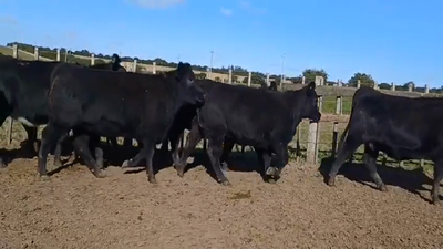 Lote (Vendido)10 Vaquillonas  AA 440kg -  en Soler