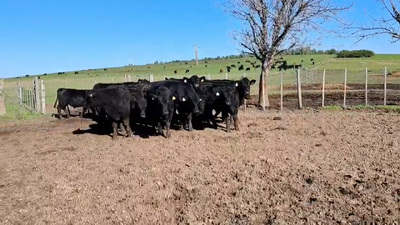Lote NOVILLOS 1 A 2 AÑOS