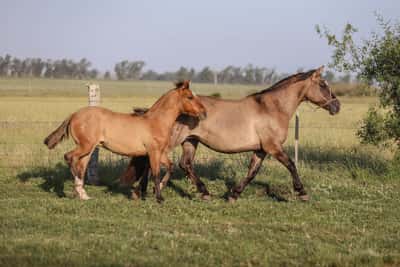 Lote DEL SILENCIO CORTINA