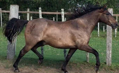 Lote Plumerillo La Invernada