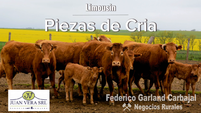 Lote PIEZAS DE CRIA   -  LIMOUSIN