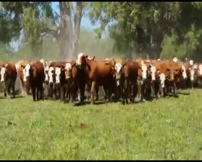 Lote 125 Vacas medio uso en San Justo, Santa Fe