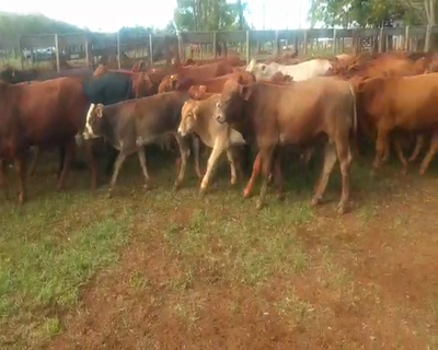 Lote 130 Terneros en Virasoro, Corrientes