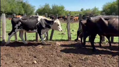 Lote PIEZAS DE CRIA.