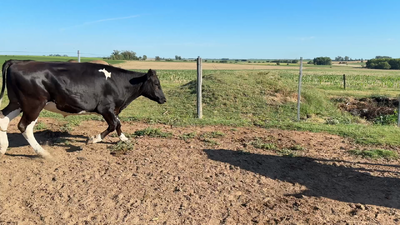 Lote NOVILLOS 1 a 2 AÑOS