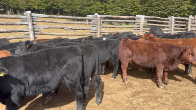 Lote 76 Ternero en Coyhaique, XI Región Aysén