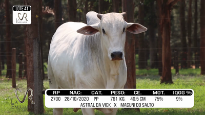 Lote LOTE 41
