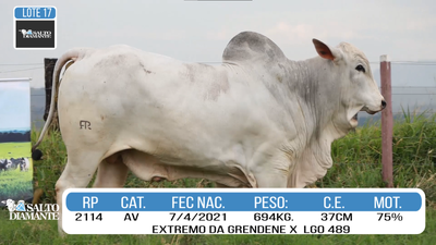 Lote LOTE 17