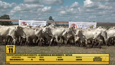 Lote LOTE 11