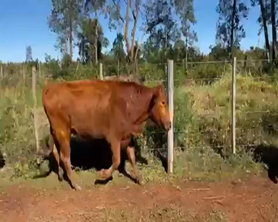Lote 30 Vacas de invernar en San Carlos, Corrientes