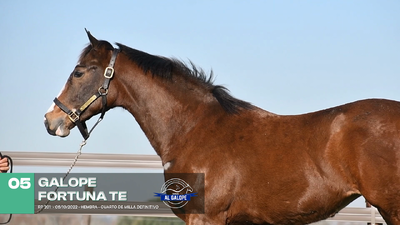 Lote Lote 5