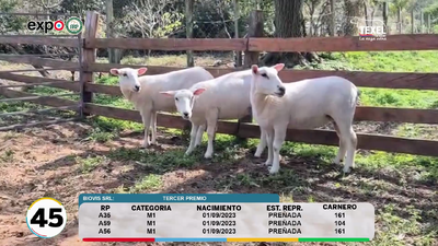 Lote LOTE 45