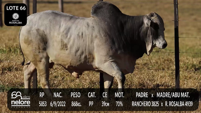 Lote LOTE 66