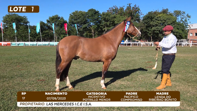 Lote LOTE 1