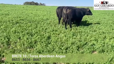 Lote 3 Toros Polled Hereford, Lavalleja