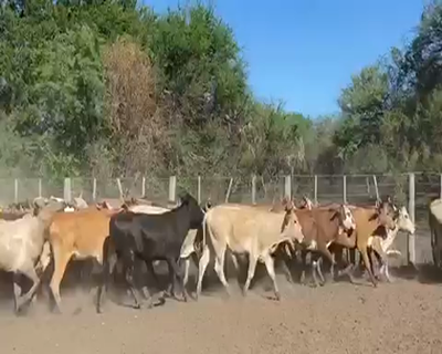 Lote 80 Terneras en Pto. Eva Perón, Chaco