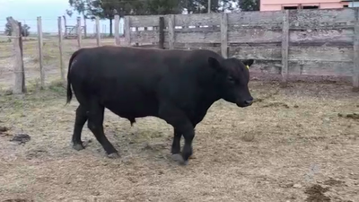 Lote TORO PI