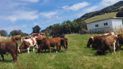 Lote 20 Ternero en Ancud, X Región Los Lagos