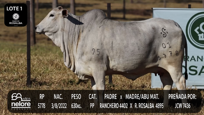 Lote LOTE 1