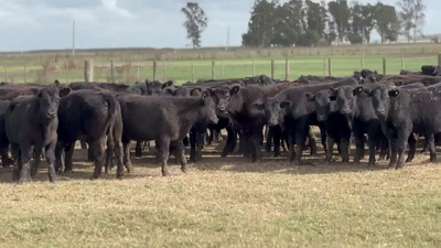 Lote 110 Terneros