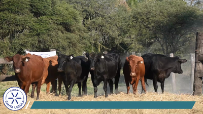 Lote VAQUILLONAS
