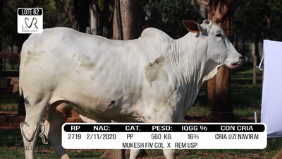 Lote LOTE 62