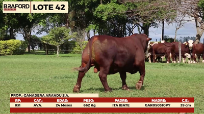 Lote LOTE 42 - MACHOS DE CAMPO