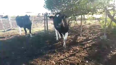 Lote vacas holando 2