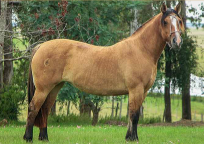 Lote DAMA DE LA COLINA