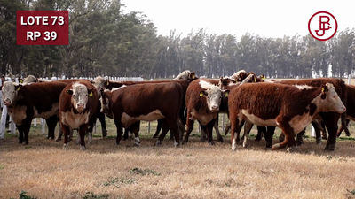 Lote Vaquillonas PR Polled Hereford Preñadas Parición Otoño