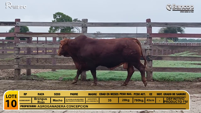 Lote Toros Brangus Rojo, Alto Paraguay