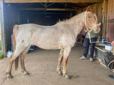 Lote TIGRESA FLOR DE TUNA