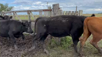 Lote 70 Novillitos en Concordia, Entre Ríos