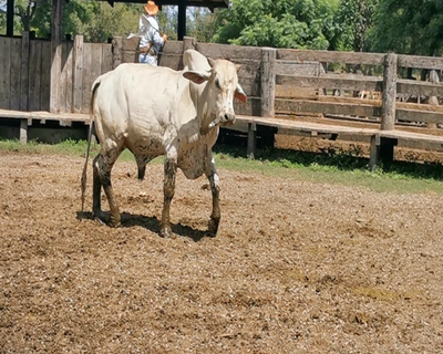 Lote Toro Reproductor