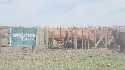 Lote 38 Vaquillonas preñadas en  Balcarce