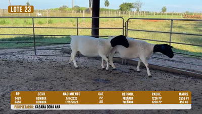 Lote LOTE 23  - DESTACADO