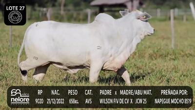 Lote LOTE 27