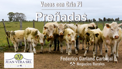 Lote VACAS DE CRIA CON TERNEROS PI  - CHAROLAIS