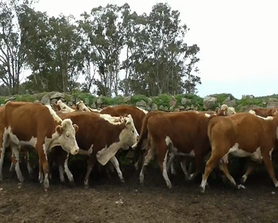 Lote 42 Vacas de Invernada 41HE.1HEXRA... 405kg - , Florida