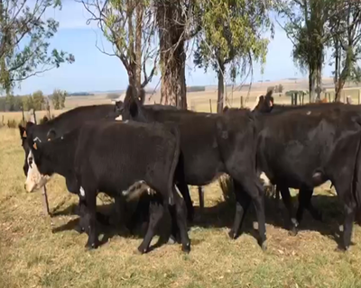 Lote 9 Vacas de Invernada en Artigas
