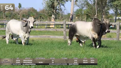 Lote LOTE 64