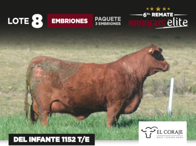 Lote DEL INFANTE 1152 T/E - EL CORAJE