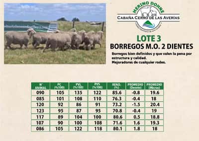 Lote LOTE 3