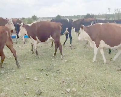 Lote 13 Vaquillonas Vacas Preñadas HEREFORD ANGUS Y CRUZAS 400kg - , San José