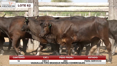 Lote LOTE 62