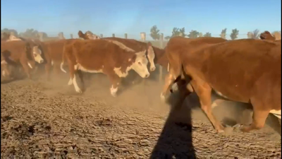 Lote Estancia Los Molles - Escritorio Dutra
